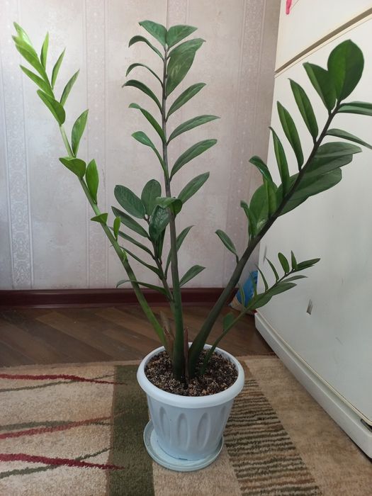 Доллорывый гүлдер.