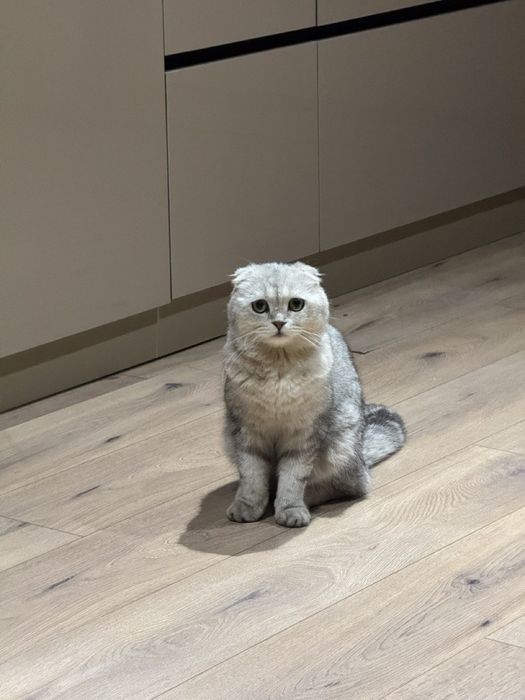 Серебристый шиншилла фолд приглашает на вязку