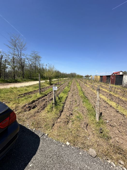 Teren intravilan 794 mp Cârcea Pelendava – 2 deschideri + utilități