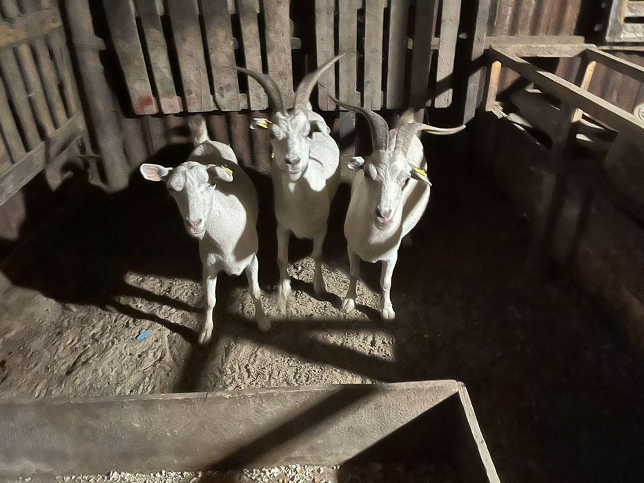 Ешкылер сатылады