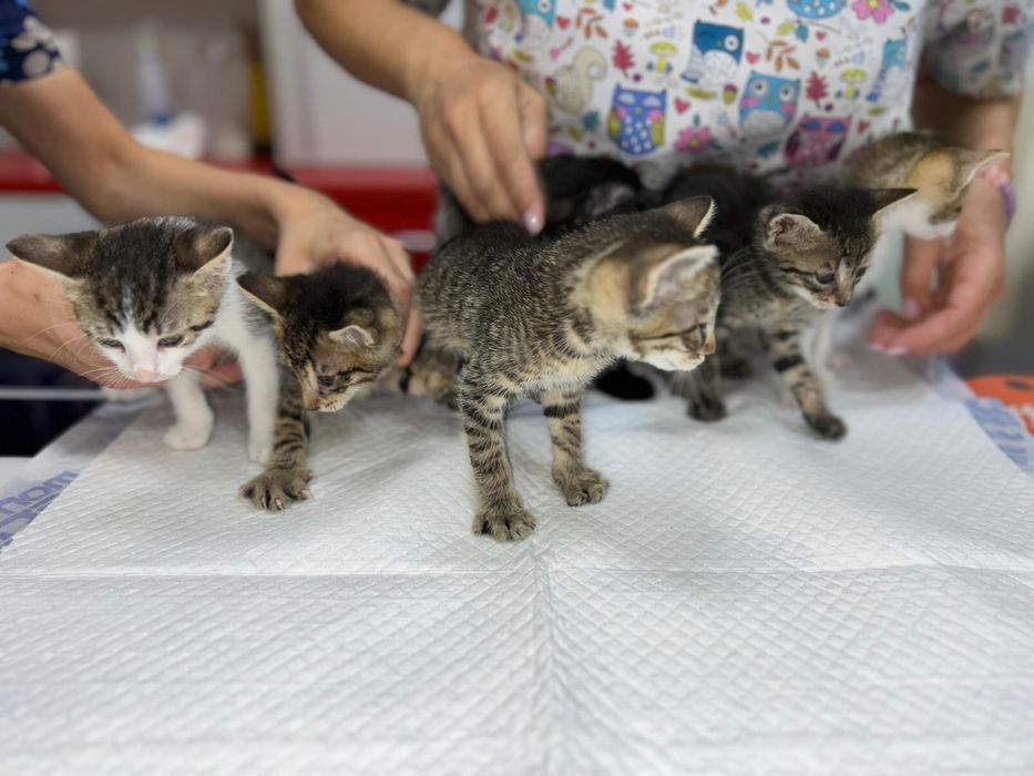Adoptie puiuti de pisica
