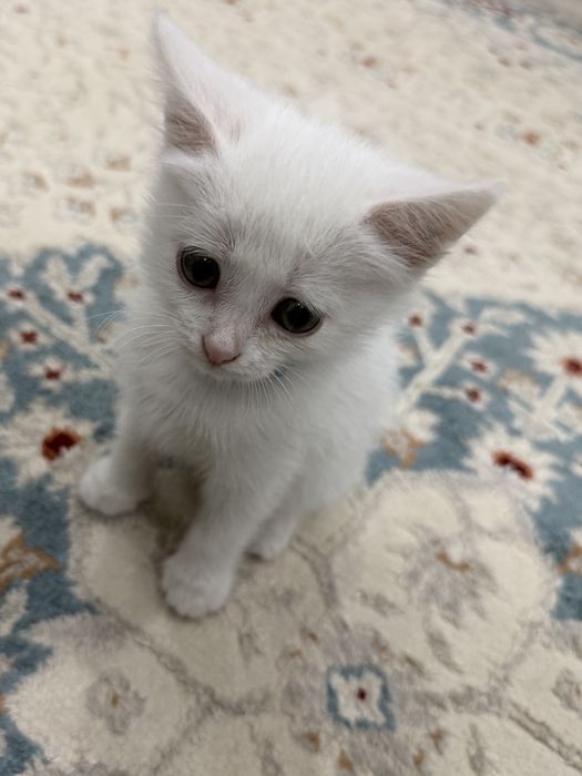 Котенок в добрые руки