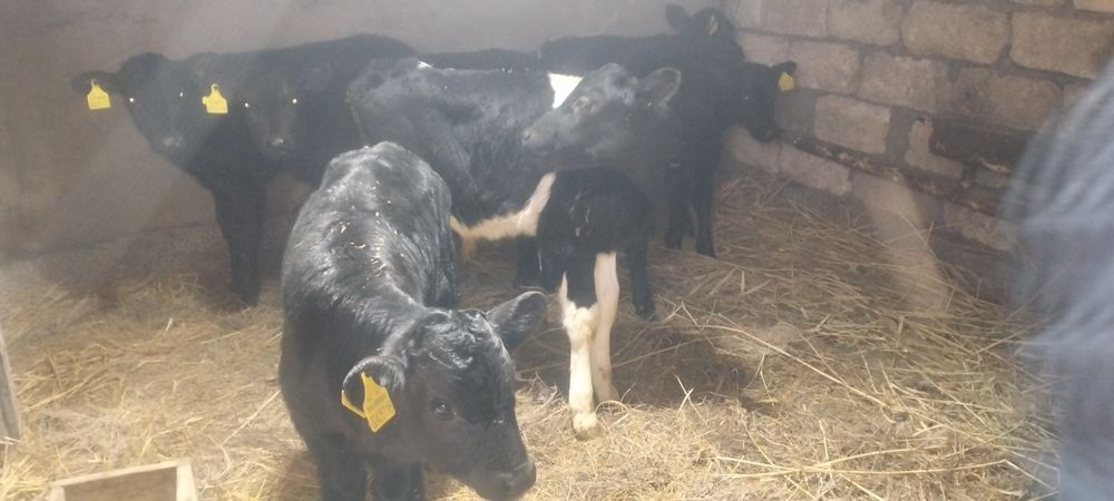 4 айлык бузаулар сатылады.