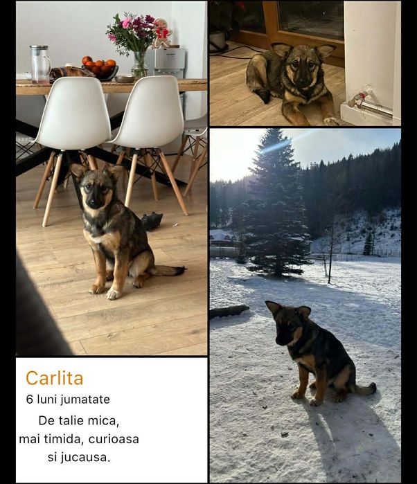 Caini spre adoptie crescuti la munte