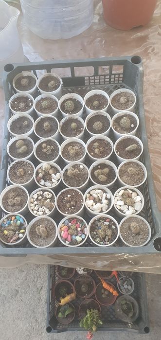 Кактуслар сотилади