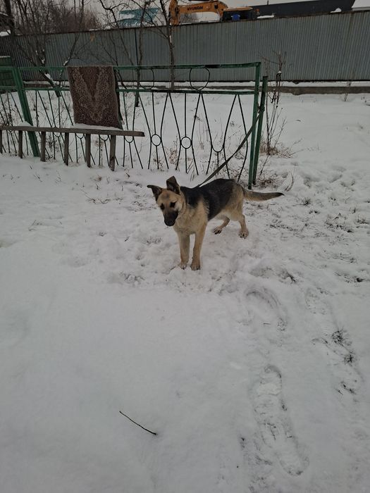 Восточно европейская овчарка