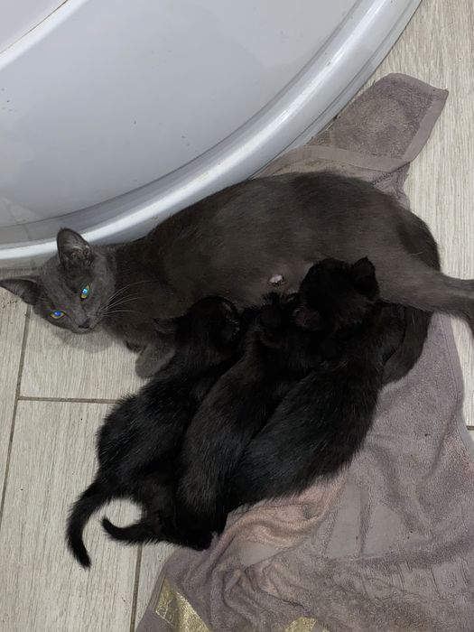 Котята чёрные девочки 1,5 месяца