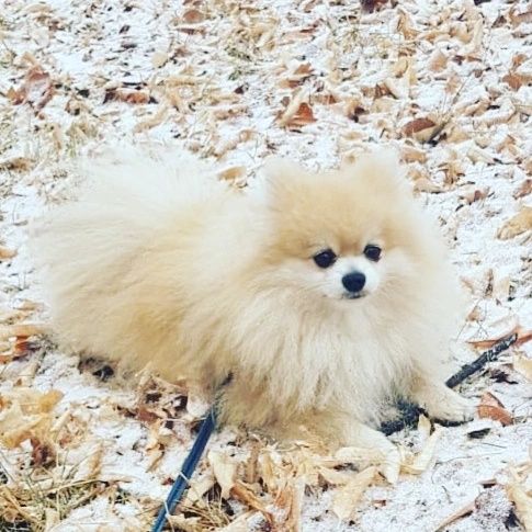 Предлагаю к бронированию девушек помираночек