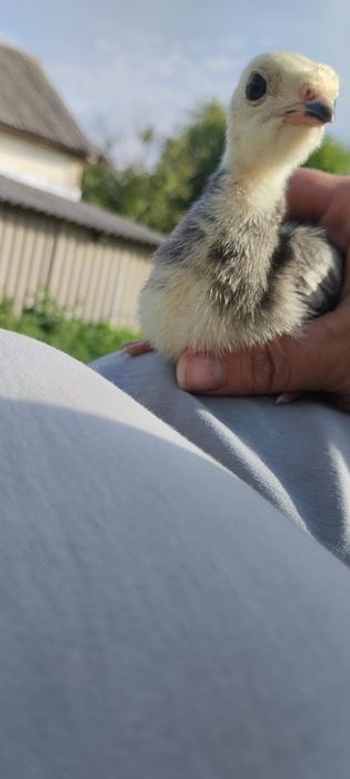 Продам индюшат домашних