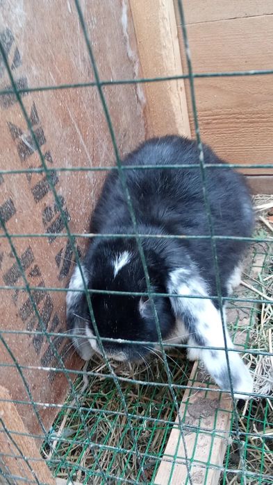 Продается кролик породы французский  баран