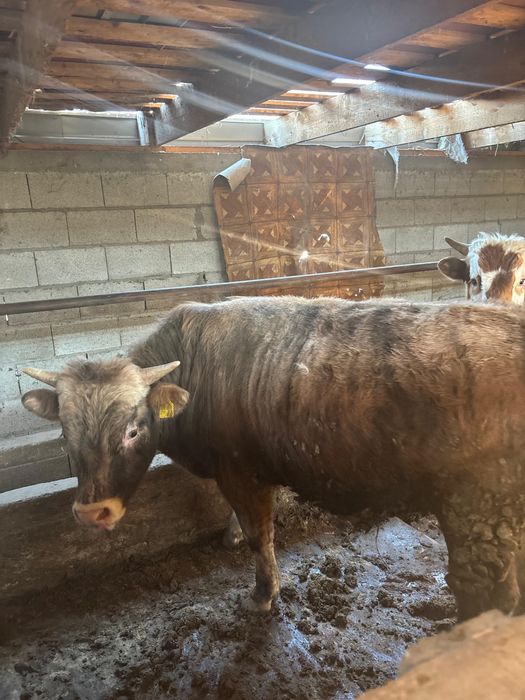 Годовалые бычки на откорме