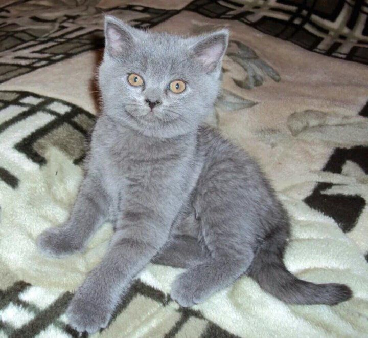 Продаю чистокровных котят скоттиш фолд и скоттиш страйт