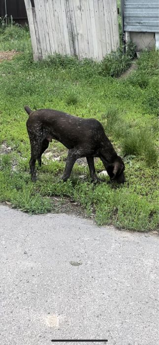 Немецский Курцхаар
