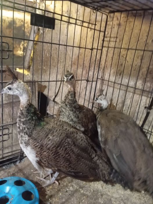 Продавам малки паунчета и кокошета