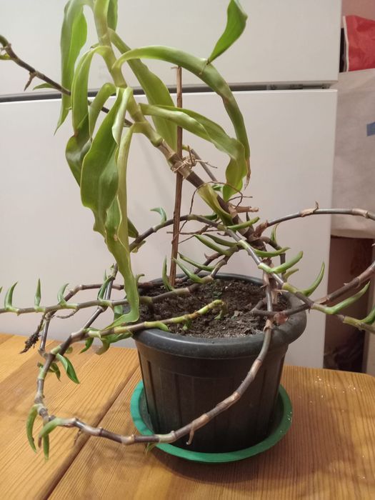 Продам золотой ус, алоэ,коланхоэ и другие комнатные растения