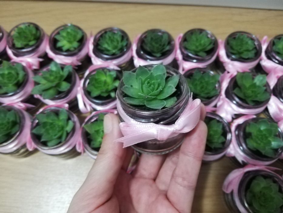 Marturii cu plante suculente