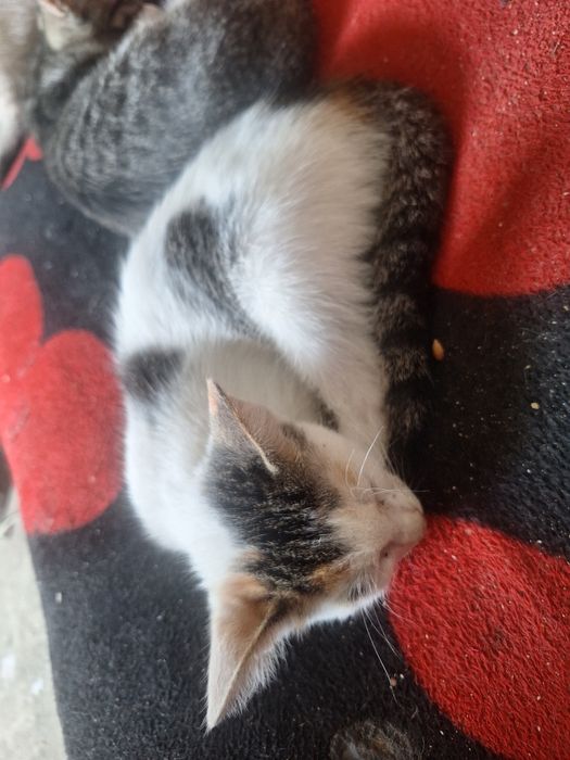 Pui de pisica pentru adoptie