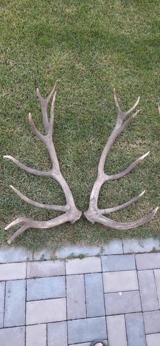 Vand colectie de trofee si coarne de carpatin,lopatar  si ren. Vedeti cele 8 poze atasate la anunt