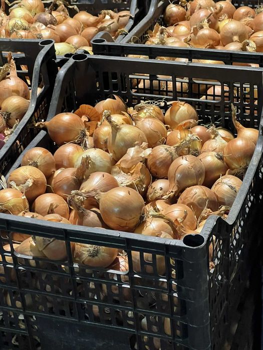 Дребен лук за зелено