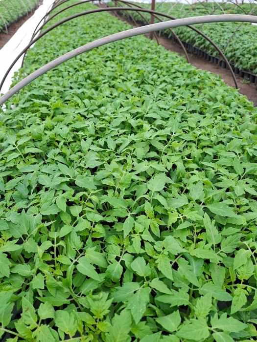 ТОП РАЗСАД НА ТОП ЦЕНА!!!