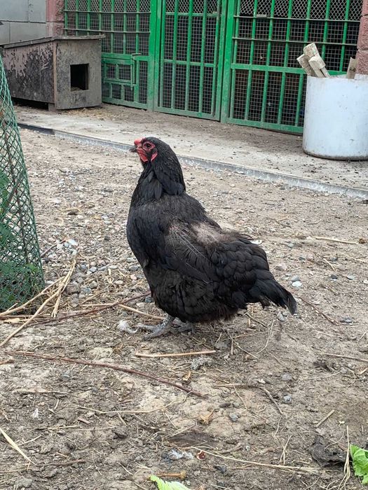 Продам черную курицу