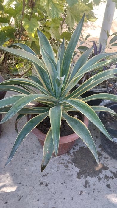 Gullar bor optom va donaga narxini kelishamiz