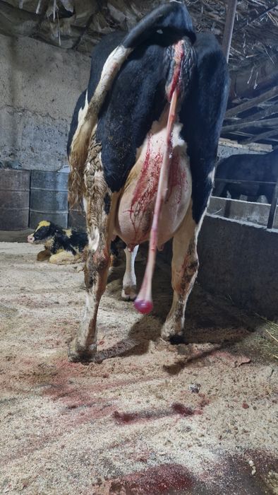 Продаются КРС коровы