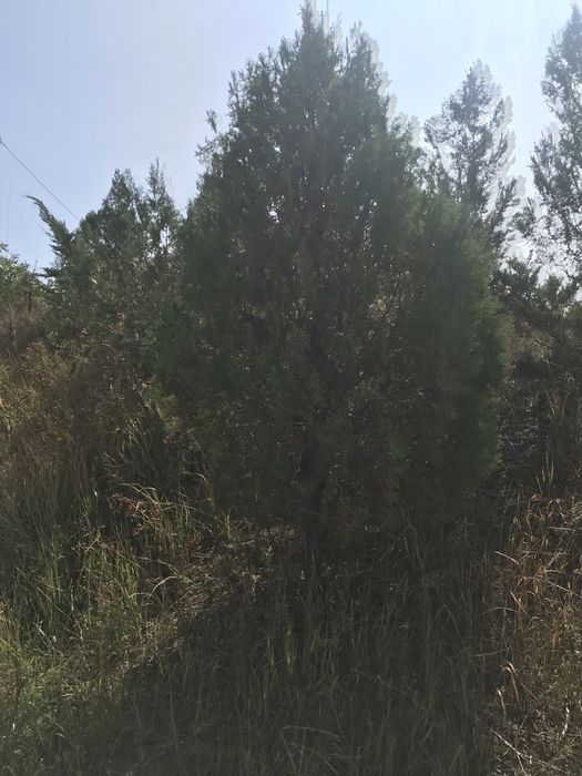 продам ели .можжевельники