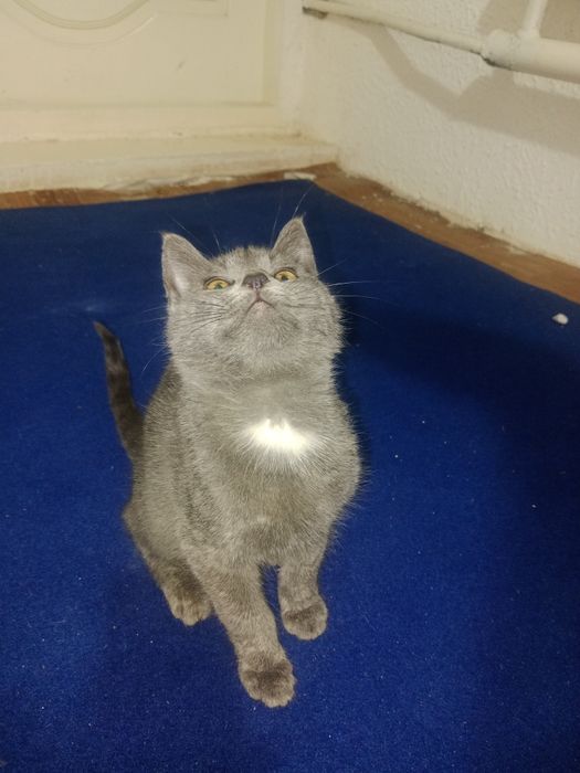 Omurbek tebaev porno