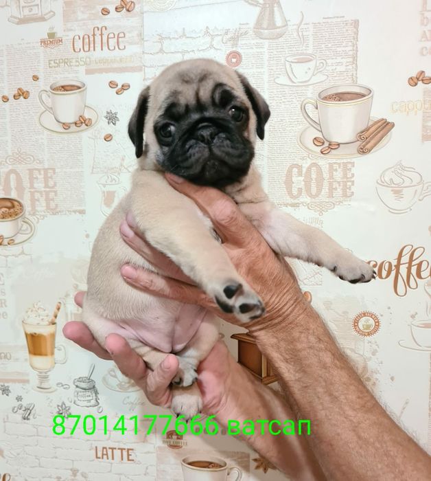 Продам щенков мопса,разные окрасы