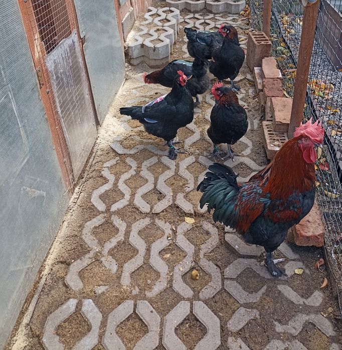 Разплодни/оплодени яйца