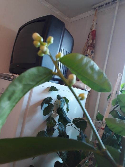 Дерево с лимонами