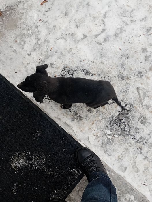 Продам щенка породы Дратхаар