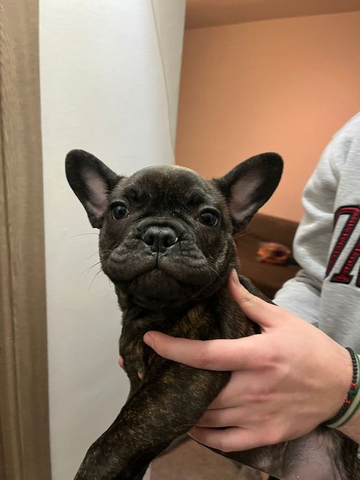 Buldog Francez Mascul