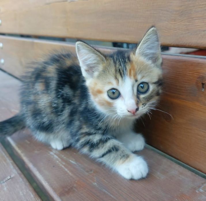 Котята. Котёнок.