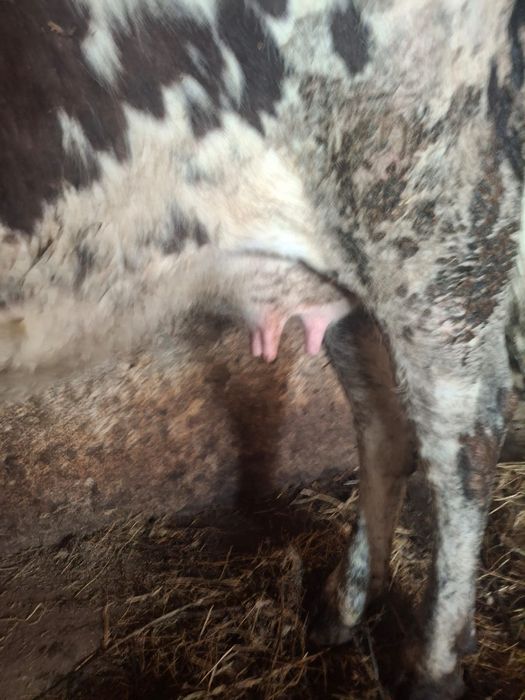 Vacă de lapte blândă