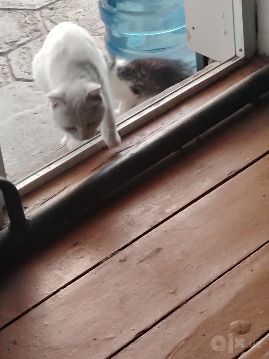 Котята белоснежные