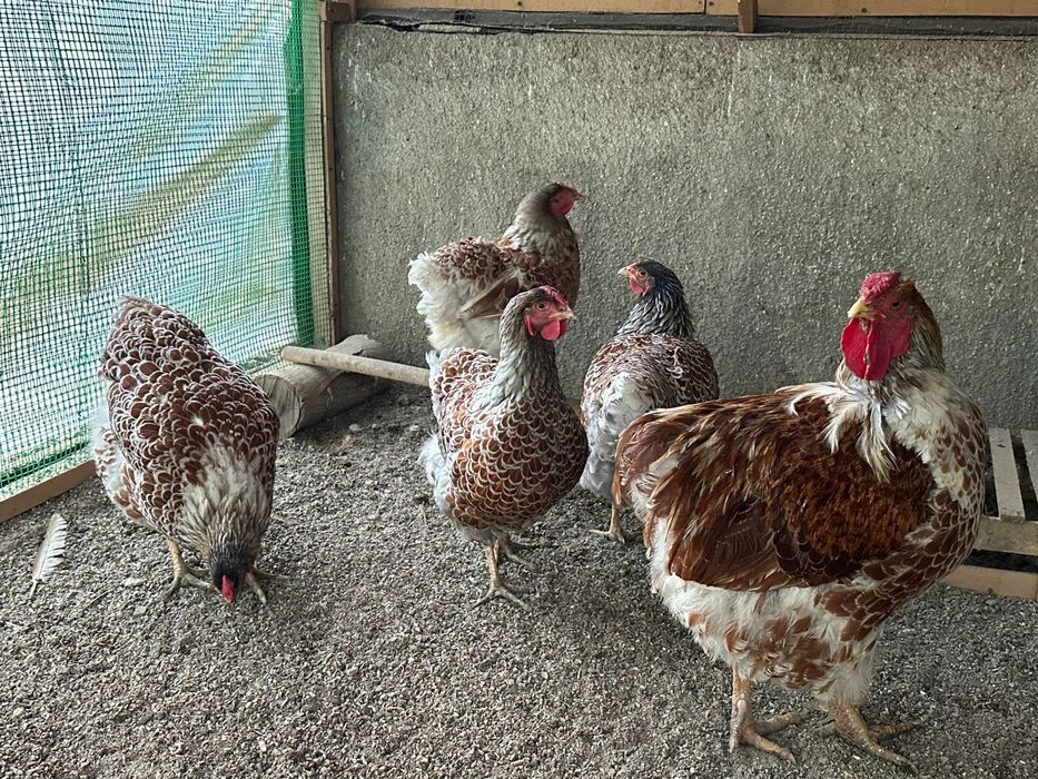 Продам кур, семейка виандотов