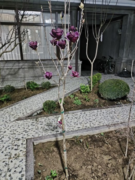 Магнолия Джени Штамповая Декоративная морозостойкая  новая модель