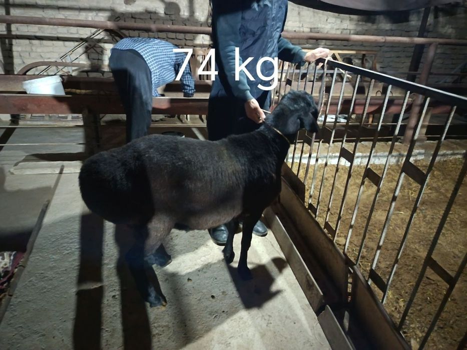 Qochqorlar kg 89000