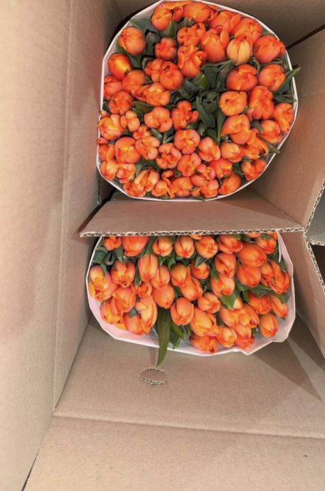 Тюльпаны все виды и рассветы