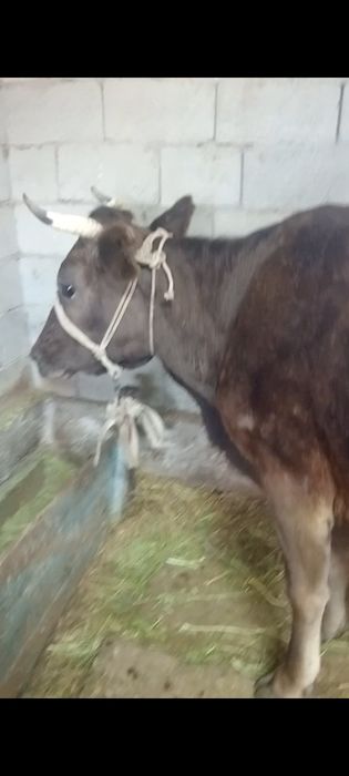 Бузаулы сутты сиырлар