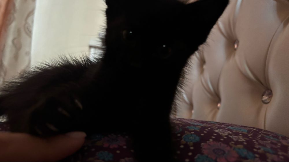 Котенок 1месяцев