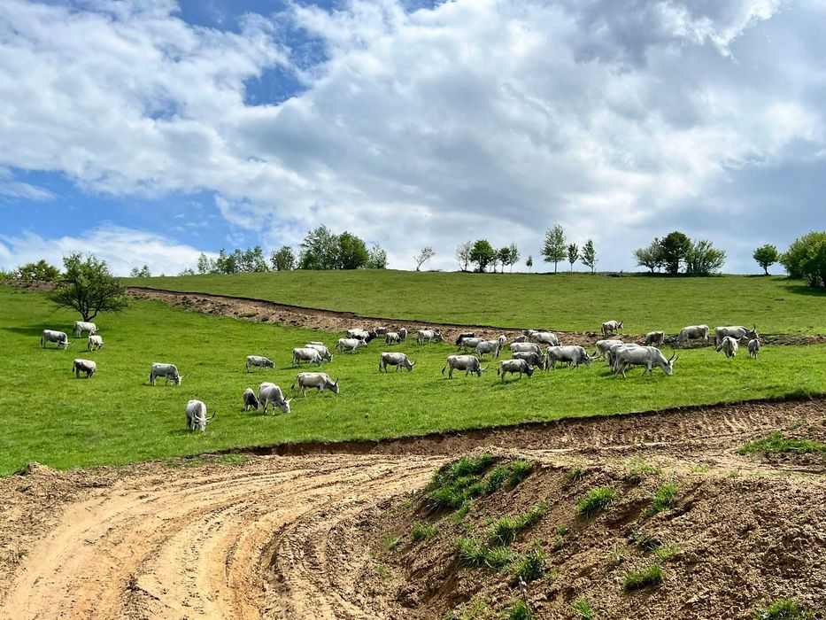 LICHIDARE FERMĂ – Vând Vaci Rasa Sură de Stepă (Lot Complet / Individual)