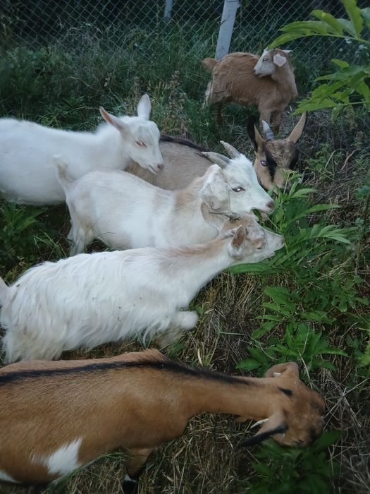 Vând  6 iezi  preț 230lei bucata