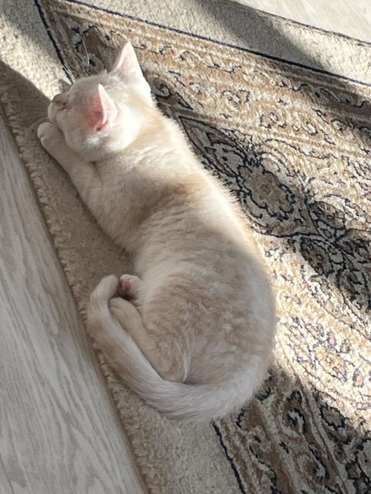 Котенок 3 месяца