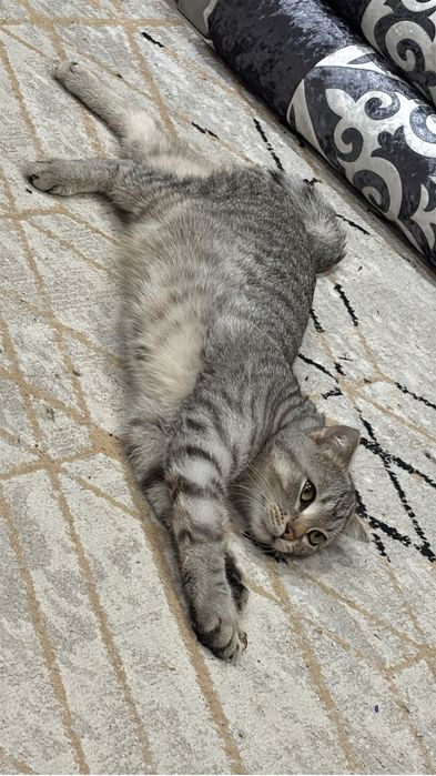 Продам Кота, в хорошие руки срочно