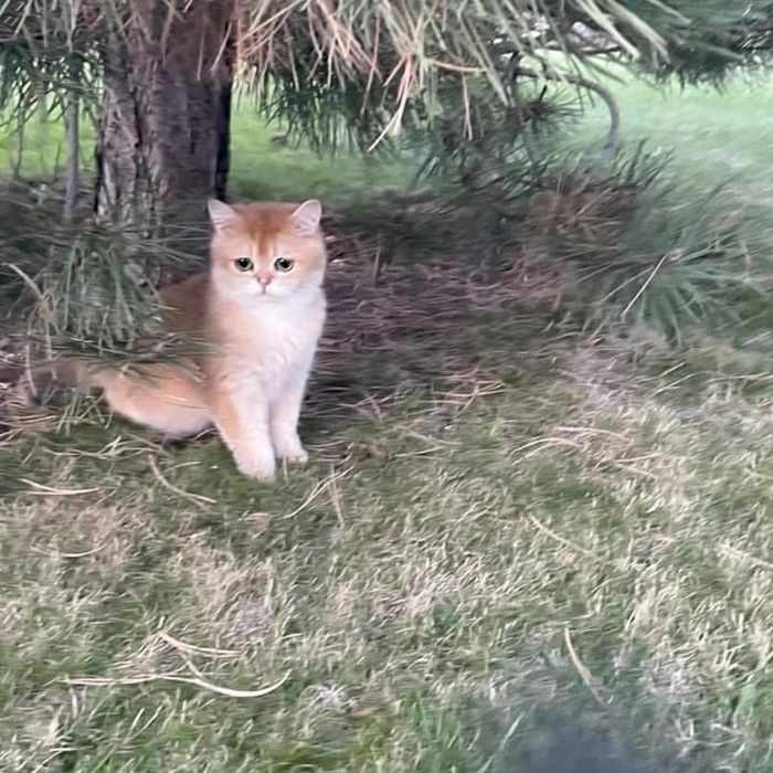 Британские котята золотые шиншиллы