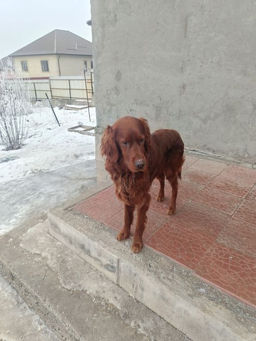 Украли собаку ирландский сеттер