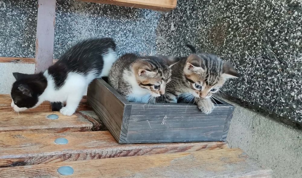 Подарявам котенца